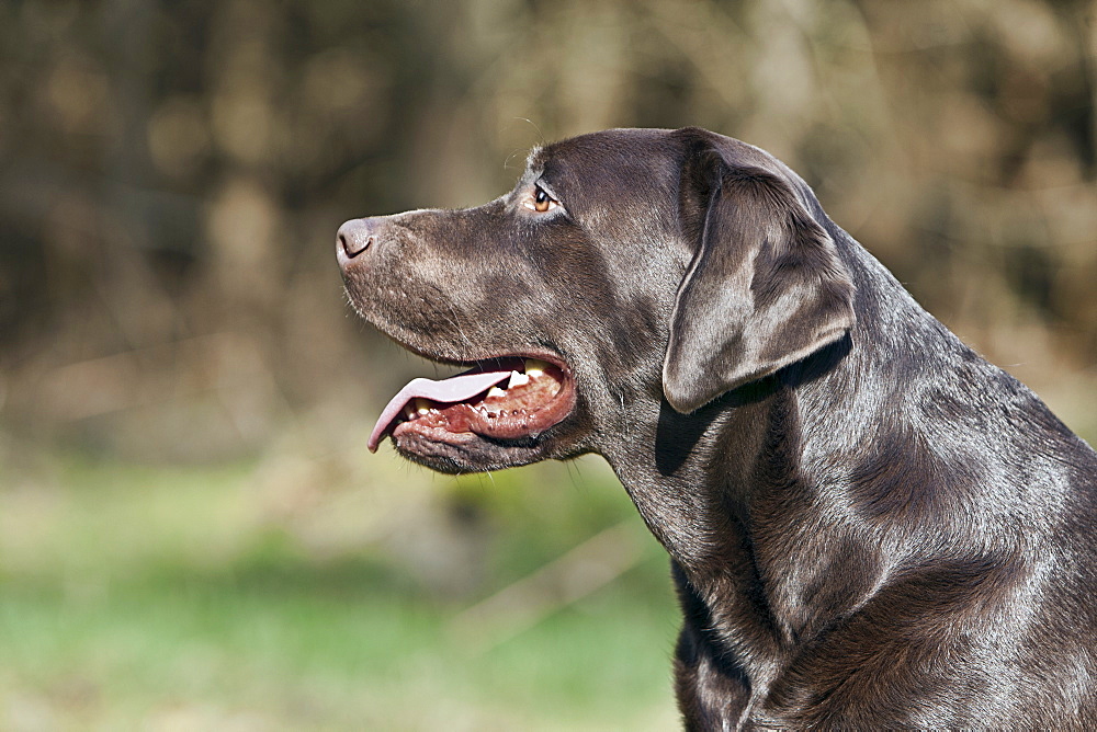 Profile of black Labrador 