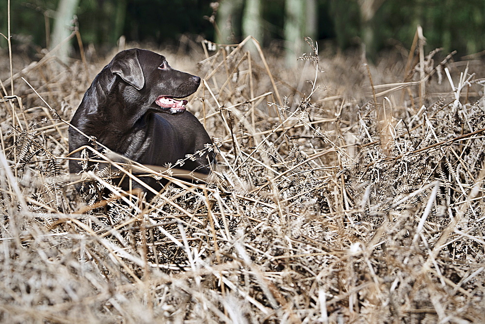 Black Labrador in thorns