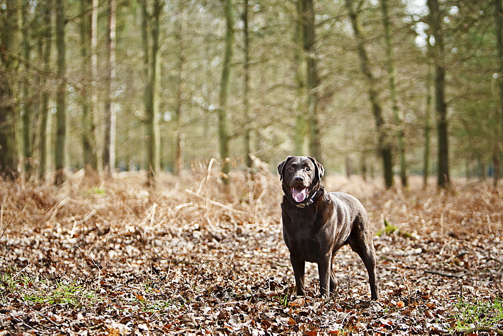 UK, England, Suffolk, Thetford Forest, Black Labrador in forest 