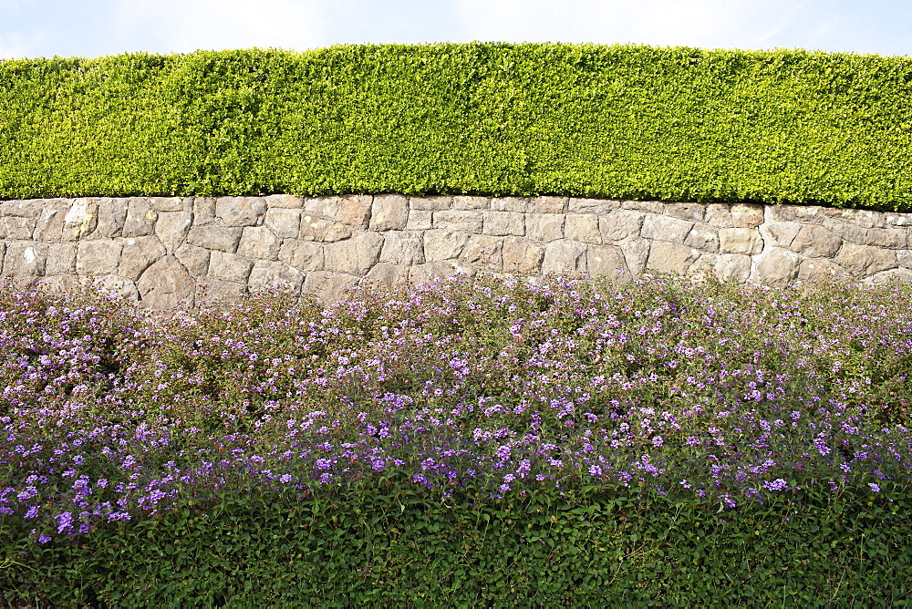 USA, California, Tidy hedge