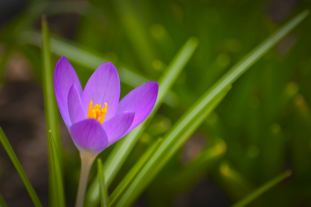 Oregon, Close-up of purple Crocus growing on field