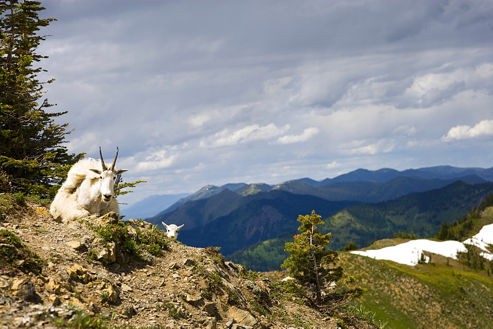 USA, Montana, Bob Marshall Wilderness, Mountain goat lying down 