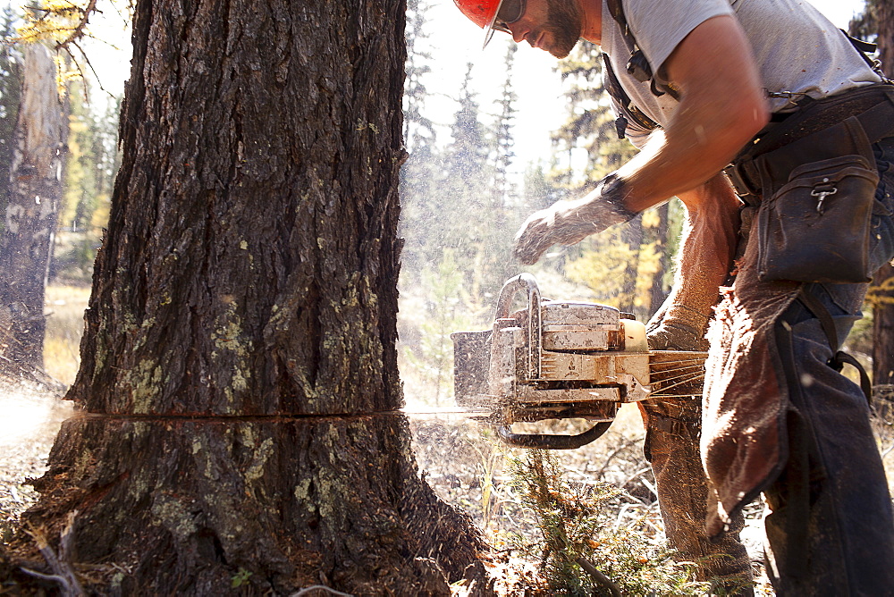 USA, Montana, Lakeside, lumberjack felling tree