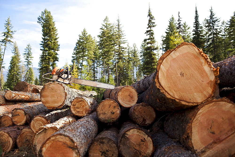 USA, Montana, electric saw on stack of logs