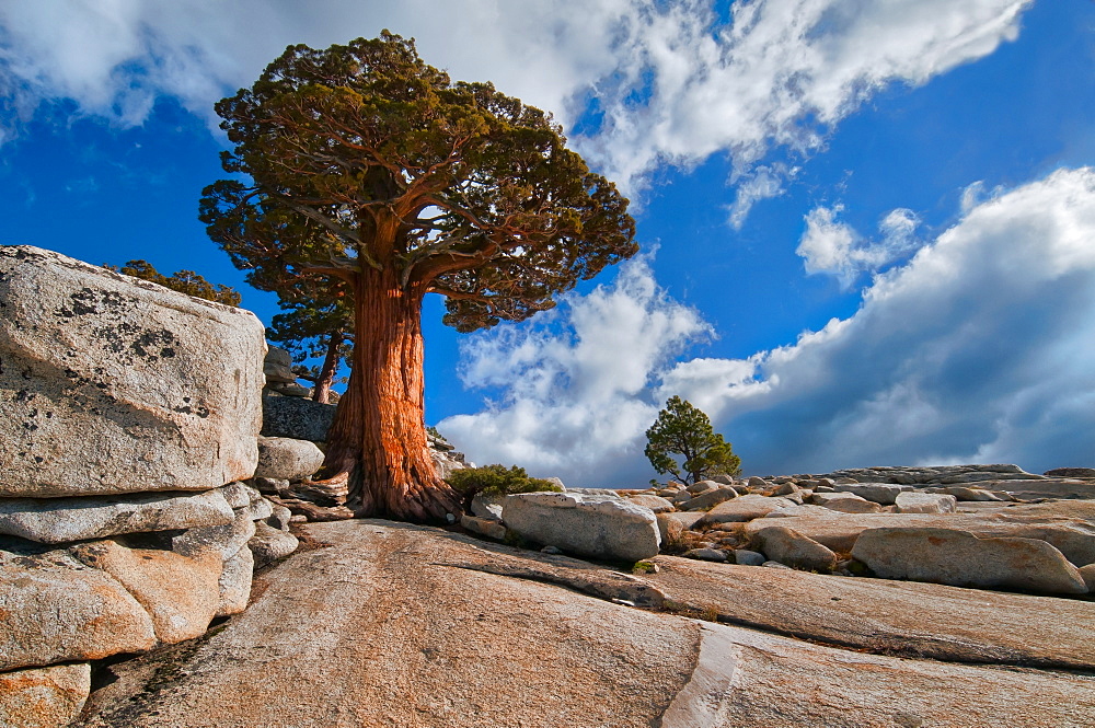 USA, California, Juniper tree on rocks
