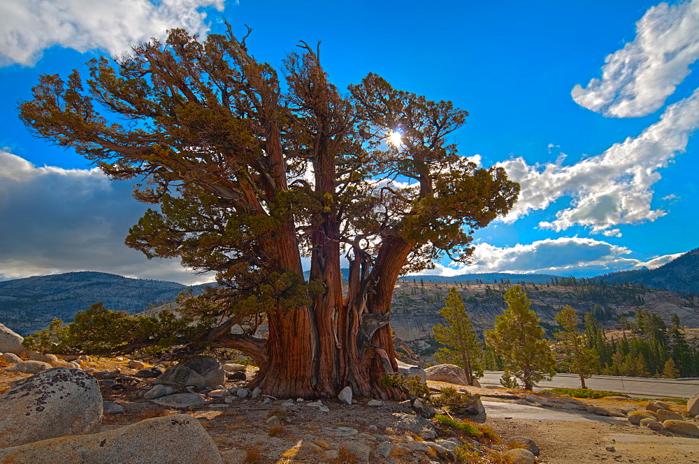 USA, California, Juniper tree on rocks
