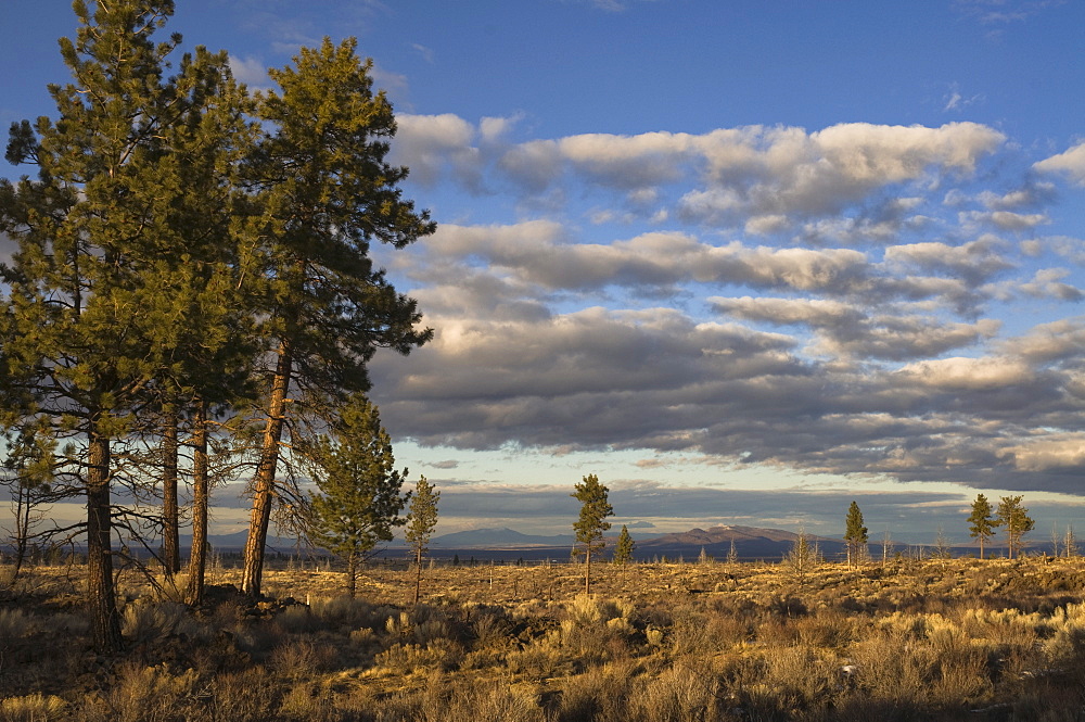 USA, Oregon, Desert Pines