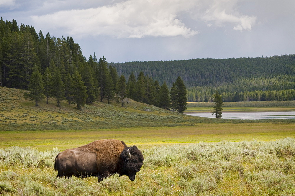 USA, Wyoming, Buffalo grazing on grass