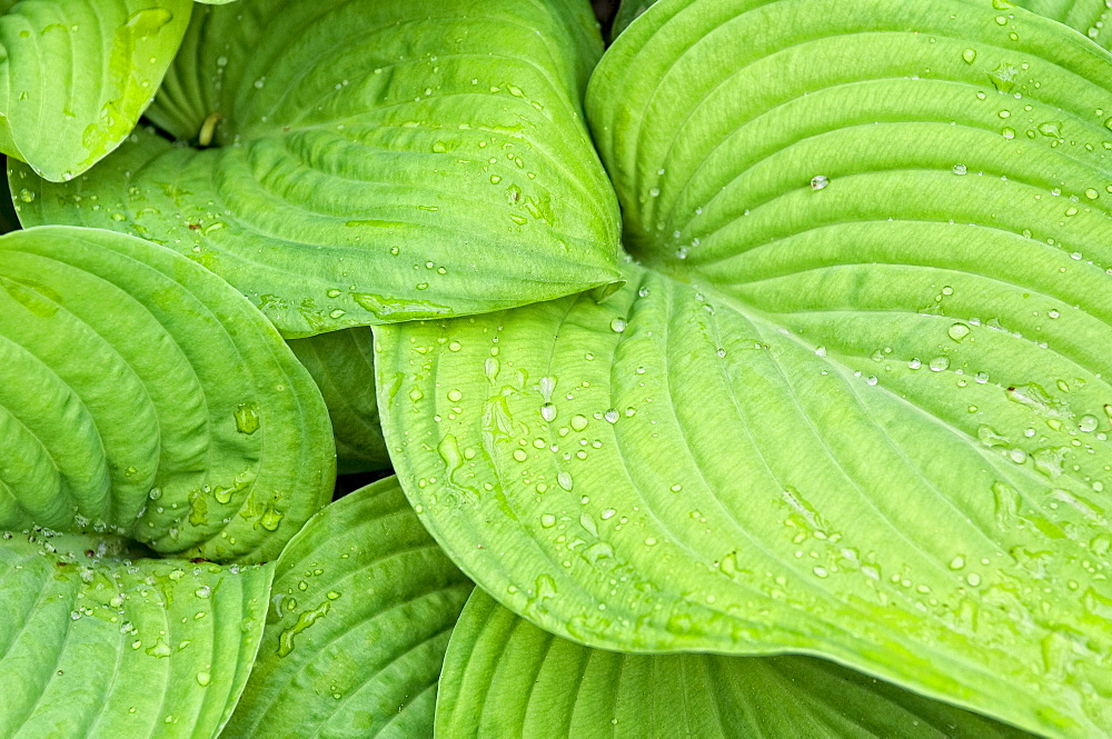 Dew on green leaves
