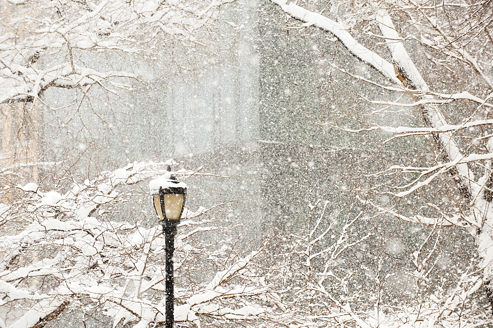 Snow covered tree branches and lamp post, apartment building in background