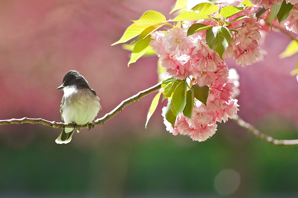 Kingbird perched on cherry tree branch