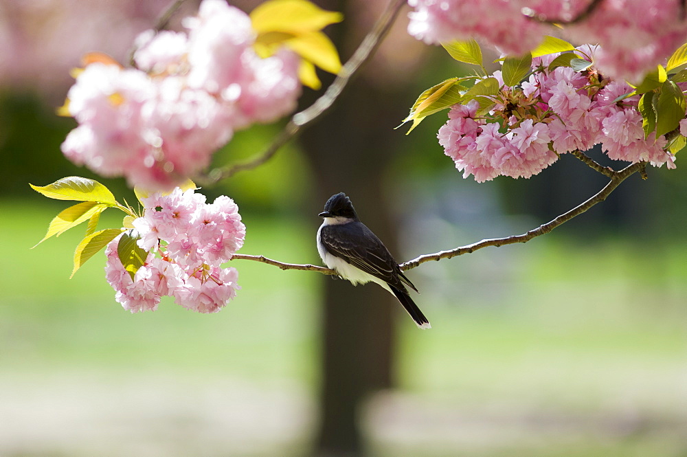 Kingbird perched on cherry tree branch