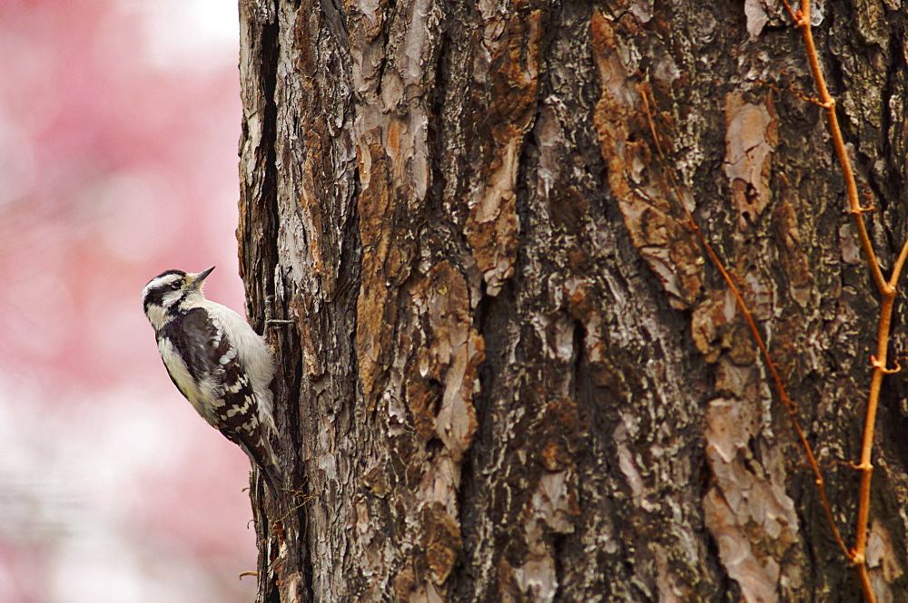 Downy woodpecker on tree