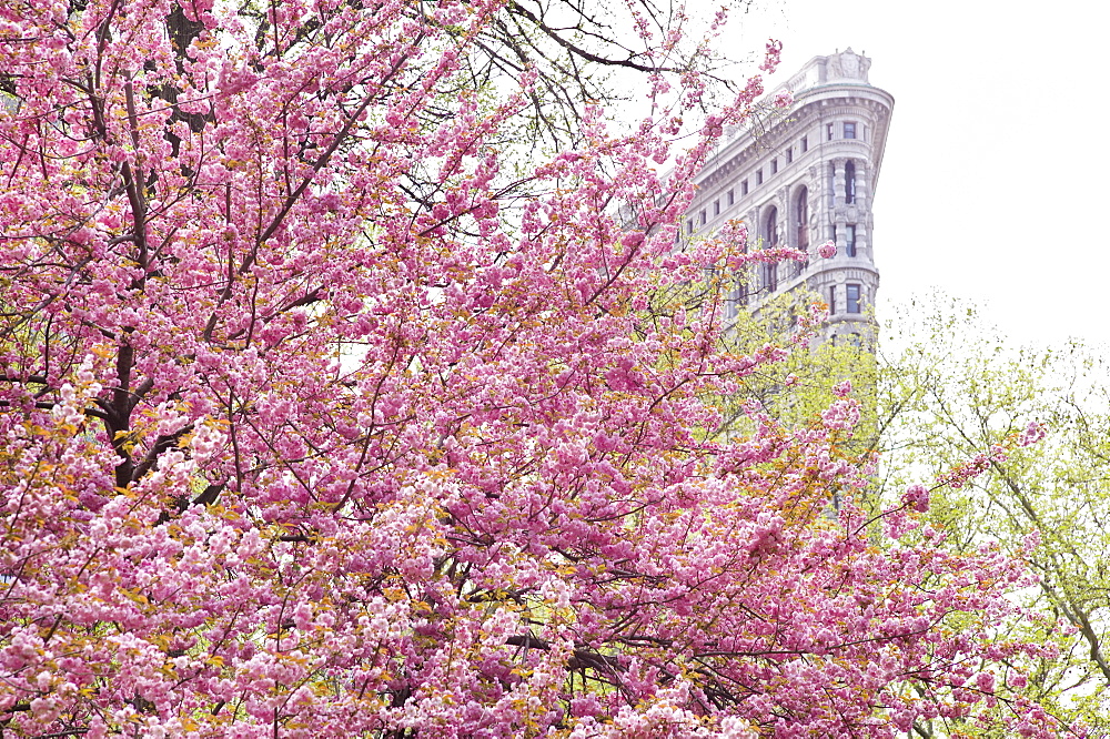 Cherry blossoms in front of a flat iron building