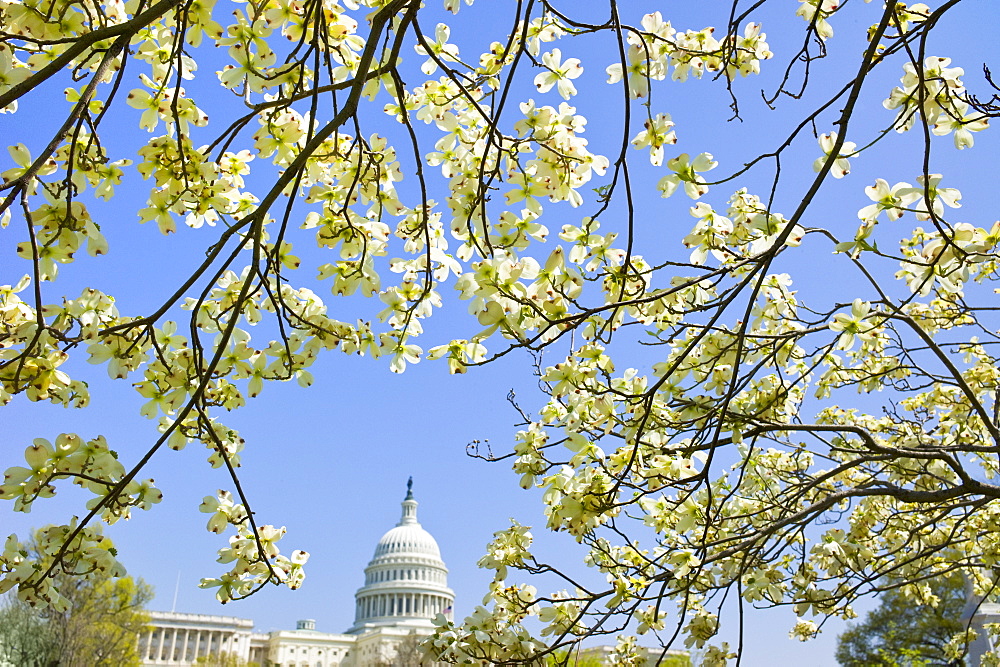 Dogwood branches with Capitol building in background