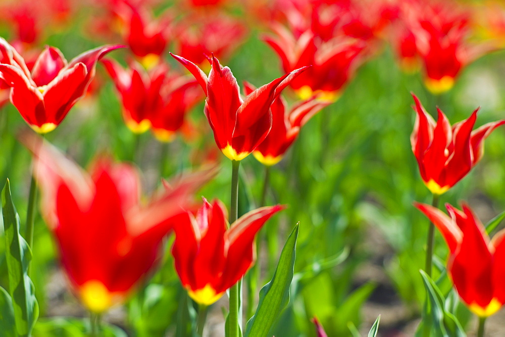 Tulips