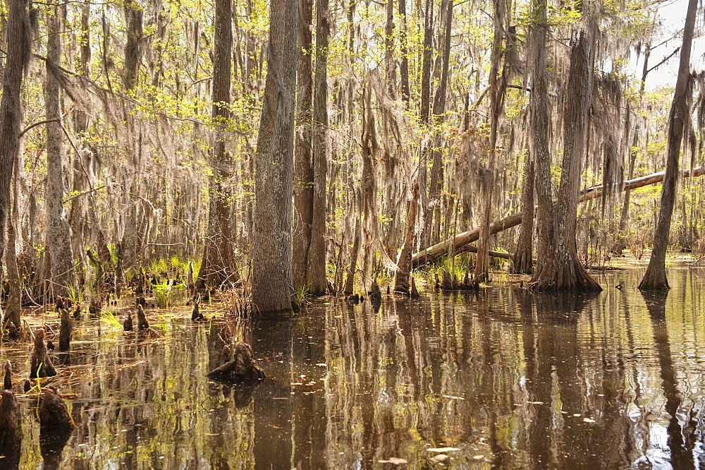 Honey Island Swamp in White Kitchen Nature Preserve