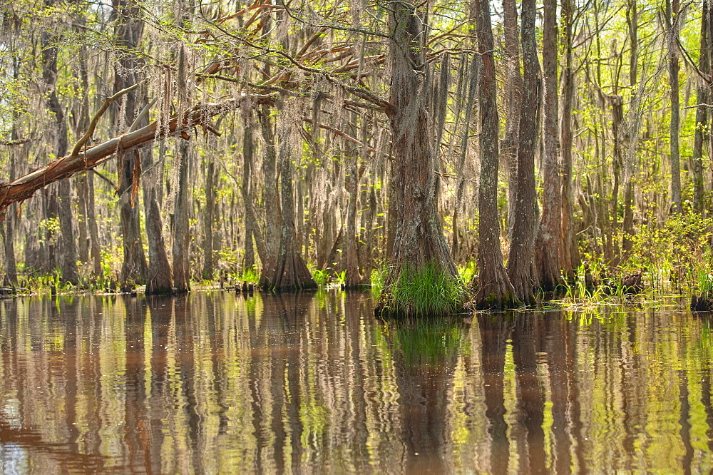 Honey Island Swamp in White Kitchen Nature Preserve