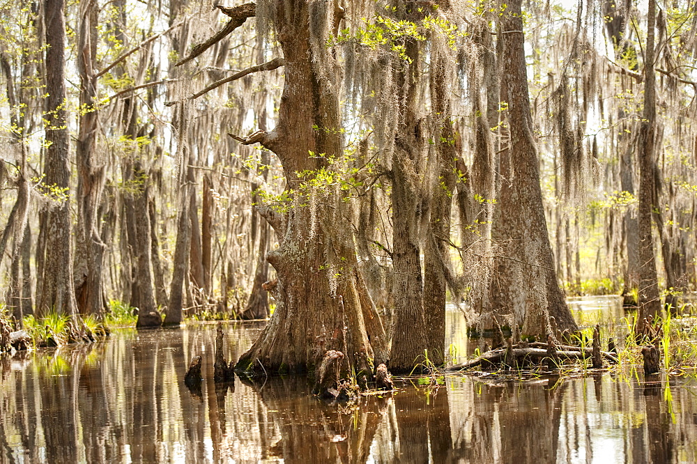 Honey Island Swamp in White Kitchen Nature Preserve