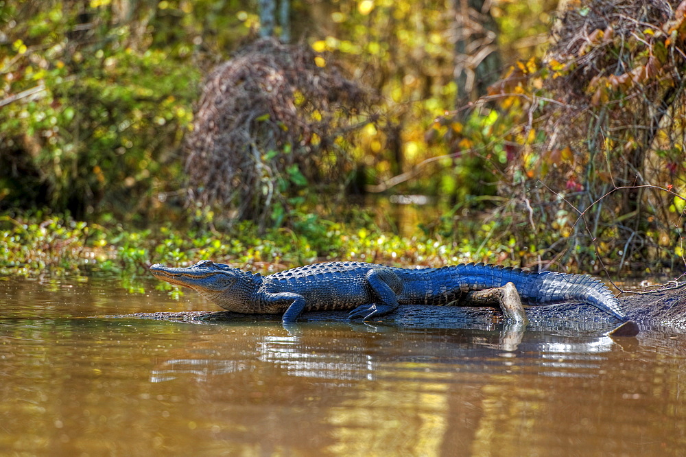 Small alligator in Honey Island swamp