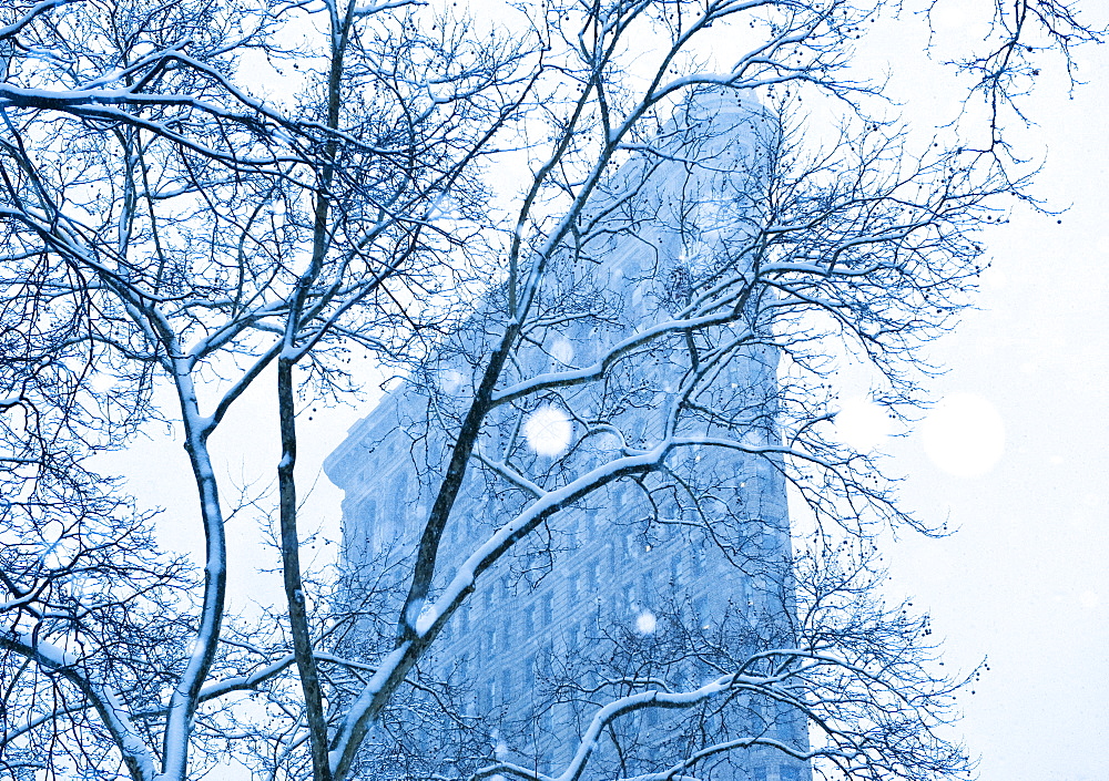 Snowy tree in urban setting