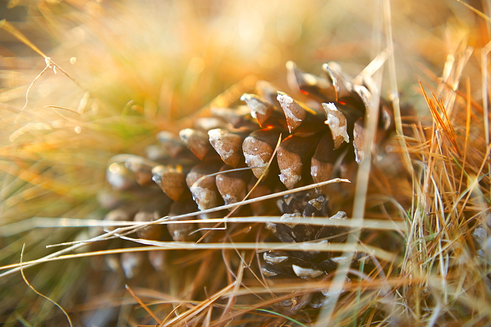 Pinecones