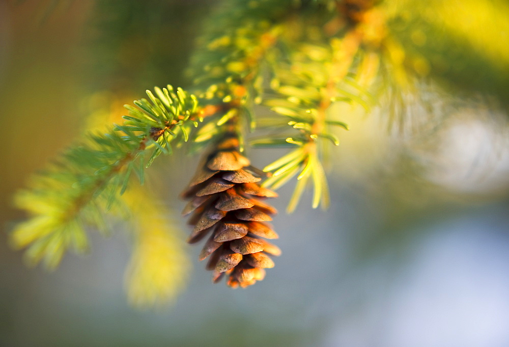 Pine tree branch