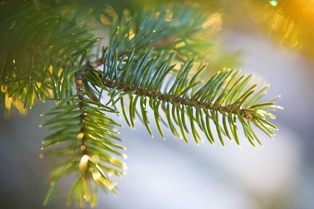 Pine tree branch