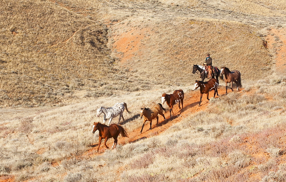 Horseback rider herding wild horses