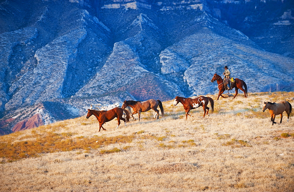 Cowboy herding wild horses