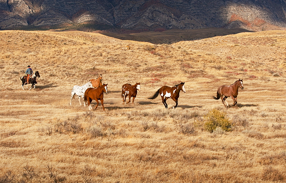 Cowboy herding wild horses