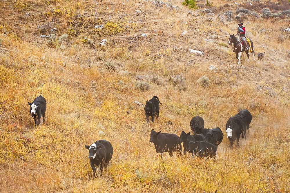 Cowboy herding cattle