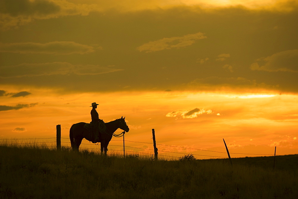 Horseback rider