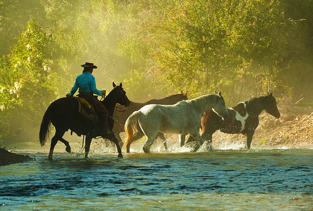 Horseback rider herding horses