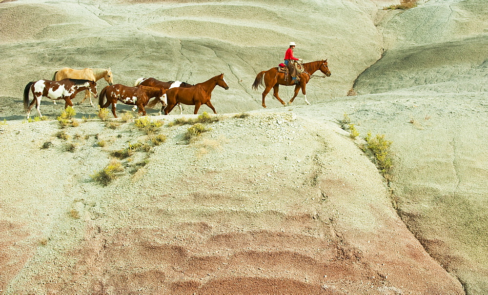 Horseback rider