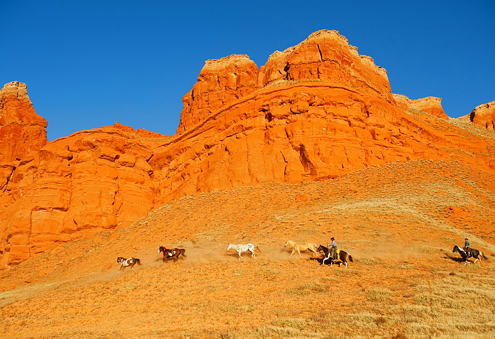 Cowboys herding wild horses
