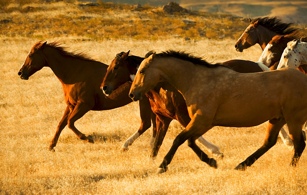 Wild horses