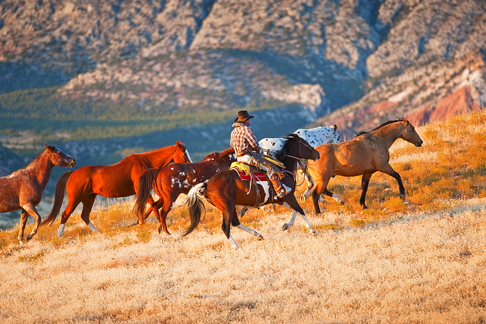 Cowboy herding wild horses