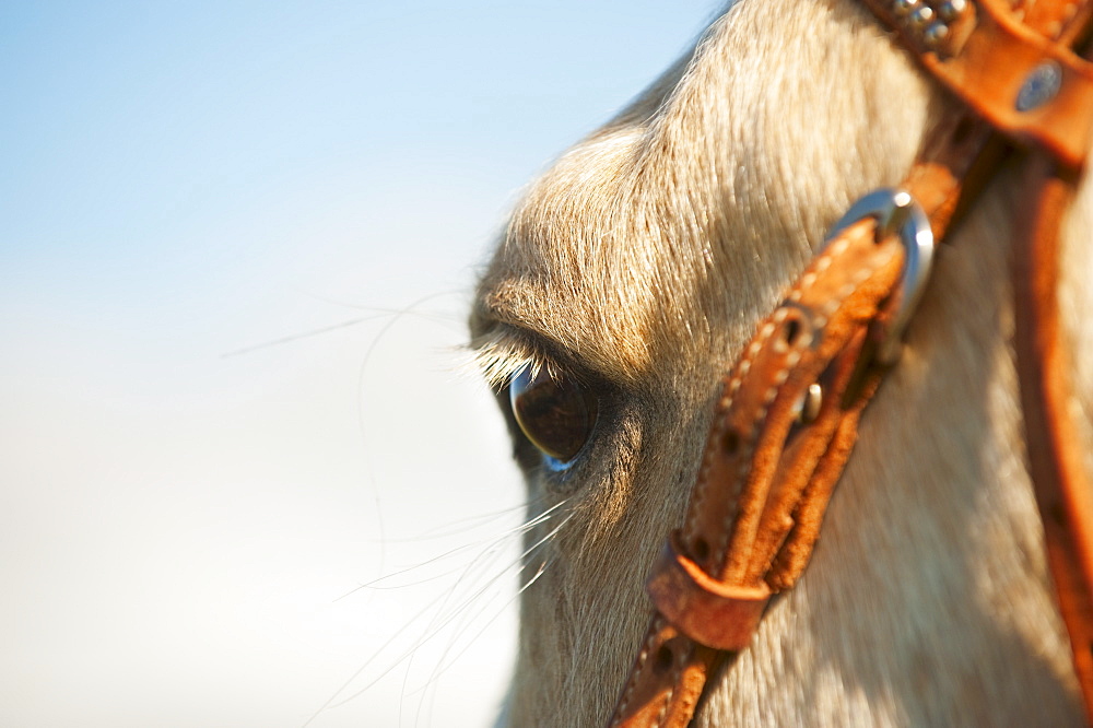 Horse bridle