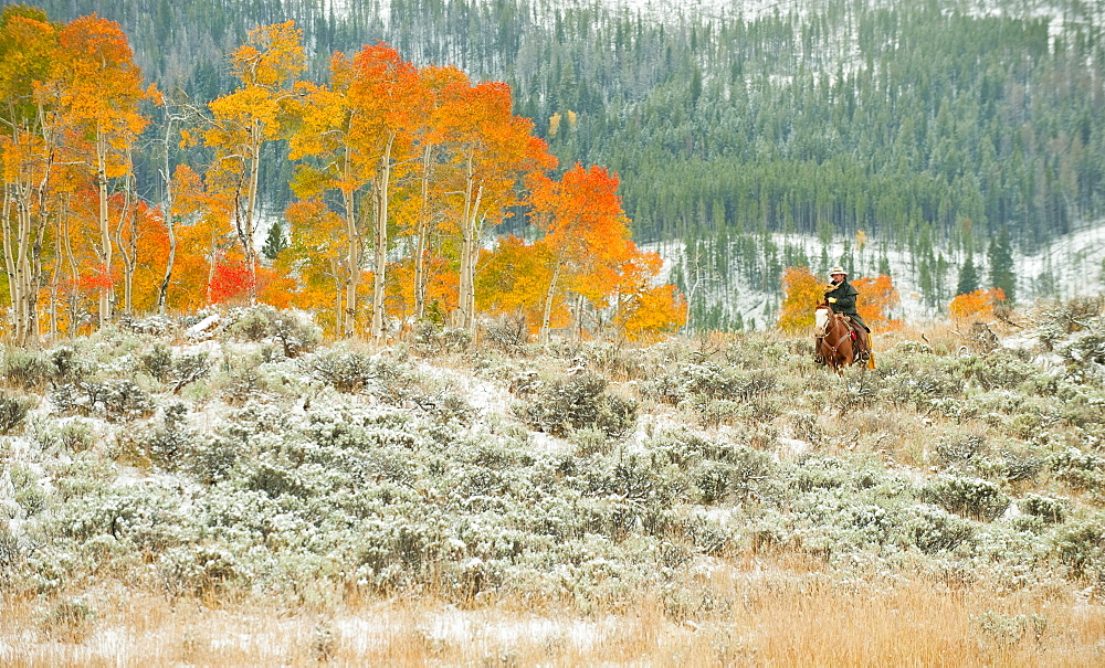 Horseback rider