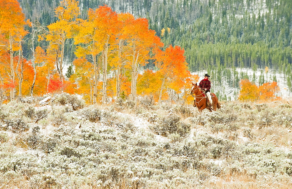 Horseback rider