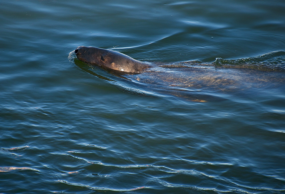 Harbor seal