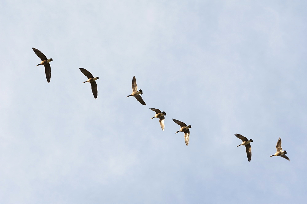 Geese flying