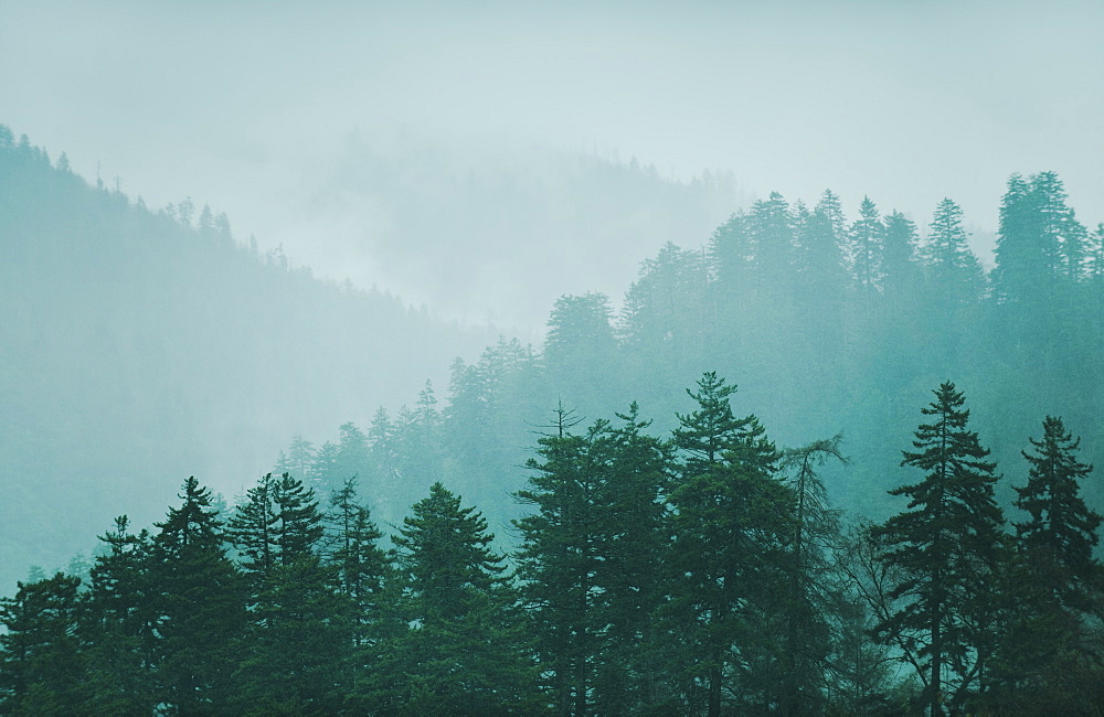 Mountain landscape with trees