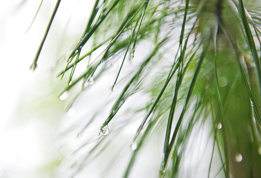 Tree branches outdoors