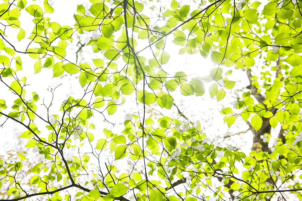 Tree branches outdoors