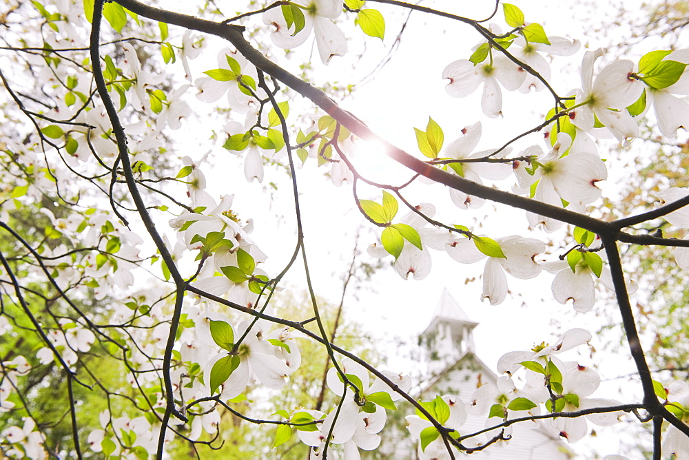 Tree branches outdoors