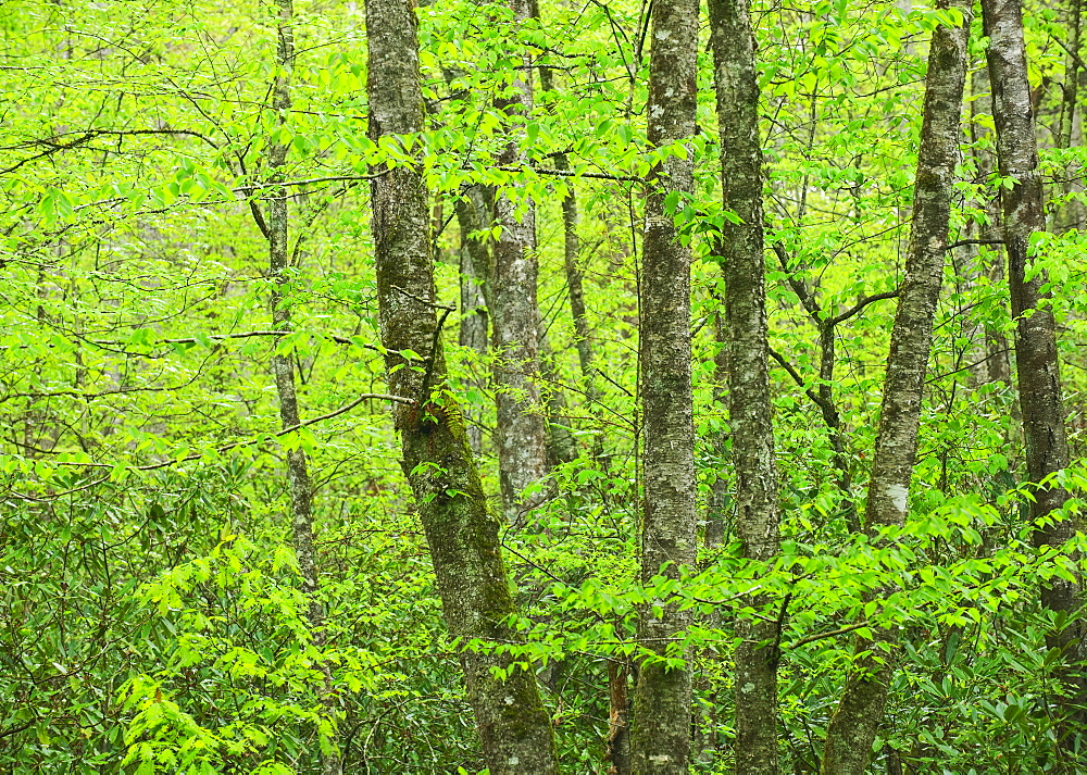 A forest of trees