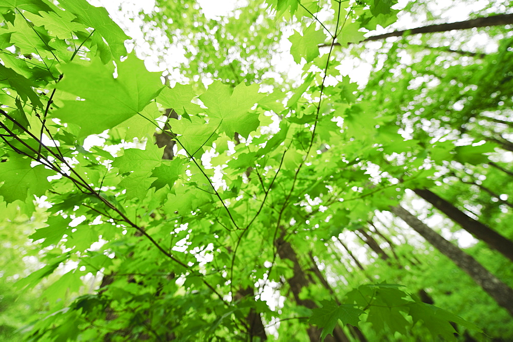 A forest of trees