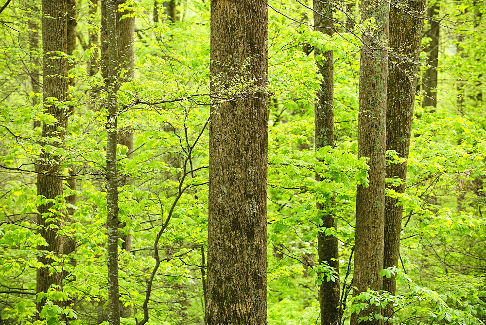 A forest of trees